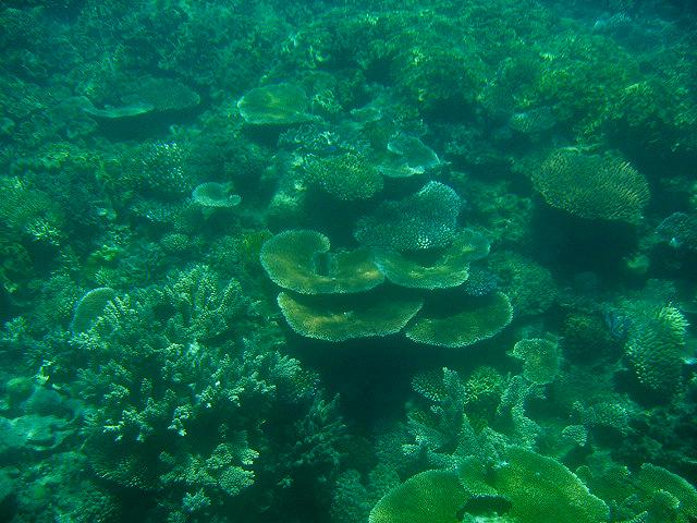 A 368 Cairns - La barriere de corail.jpg